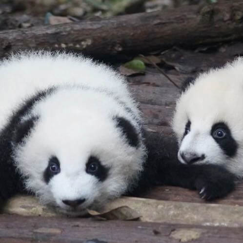 Pandas in Chengdu